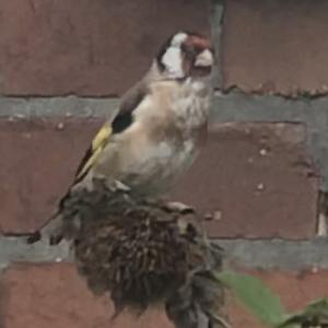 European Goldfinch