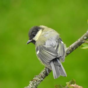 Great Tit