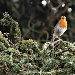 European Robin