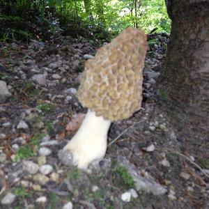 Yellow Morel