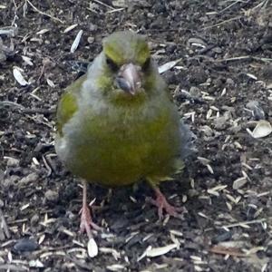 European Greenfinch