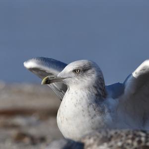 Herring Gull