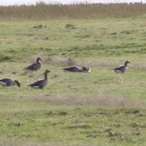 Greylag Goose