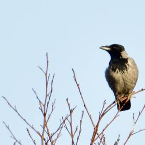 Hooded Crow