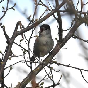 Blackcap