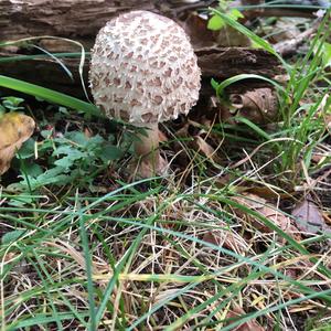 Parasol Mushroom