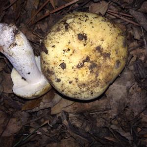 Yellow-ochre Russula