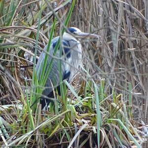 Grey Heron