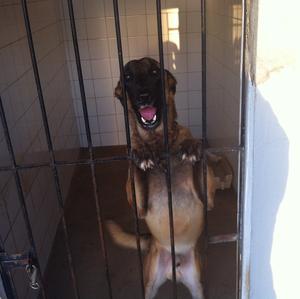 Unknown Breed
