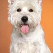 West Highland White Terrier