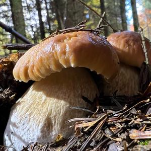 King Bolete