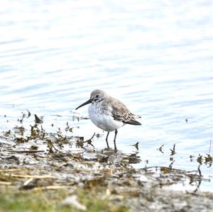 Curlew Sandpiper