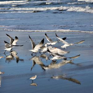 Royal Tern