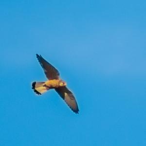 Common Kestrel