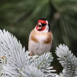 European Goldfinch