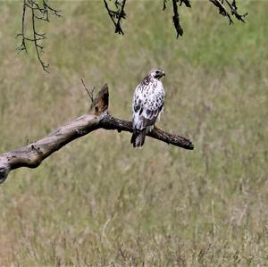 Common Buzzard