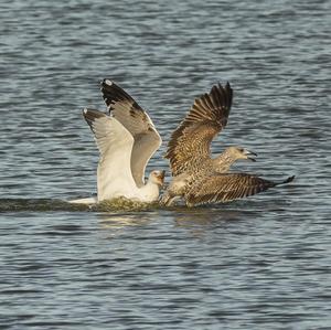 Yellow-legged Gull