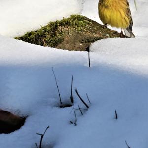 Yellowhammer