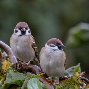 Eurasian Tree Sparrow