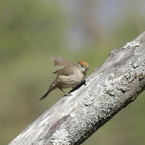 Blackcap