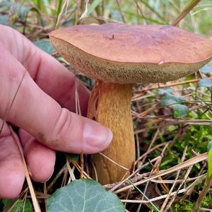 Bay Bolete