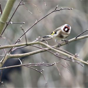 European Goldfinch