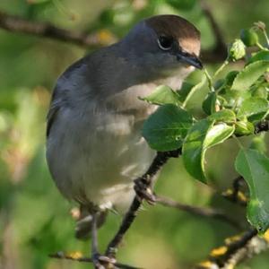 Blackcap