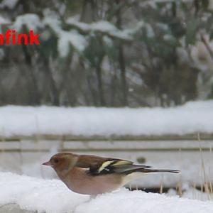 Eurasian Chaffinch