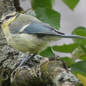 Blue Tit