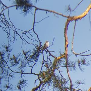 European Pied Flycatcher