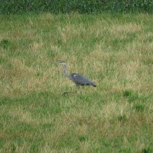 Grey Heron