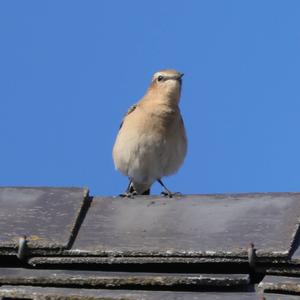 Northern Wheatear