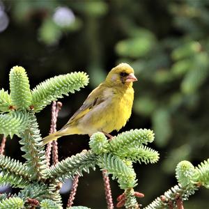 European Greenfinch