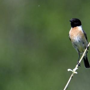 European stonechat