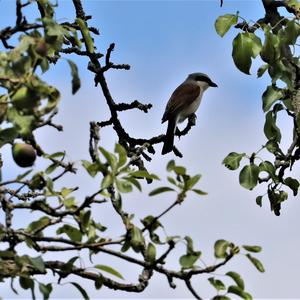 Red-backed Shrike