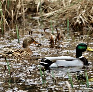 Mallard