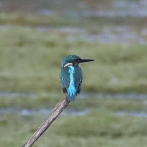 Common Kingfisher