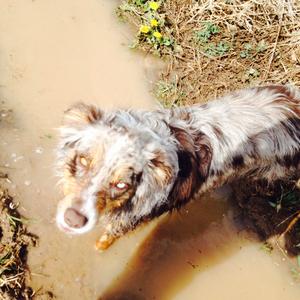 Australian Shepherd