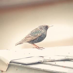 Common Starling