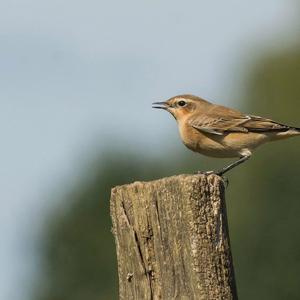 Northern Wheatear