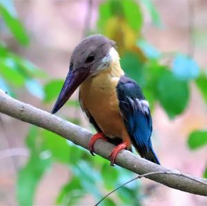 Stork-billed Kingfisher