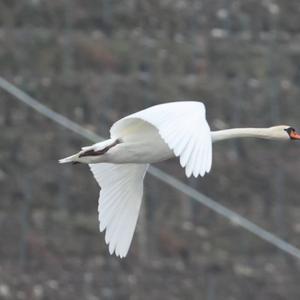 Mute Swan