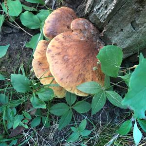 Oyster Mushroom