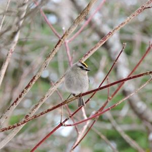 Golden-crowned Kinglet