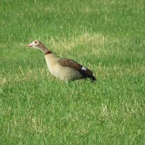 Egyptian Goose