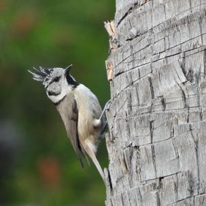 Crested Tit