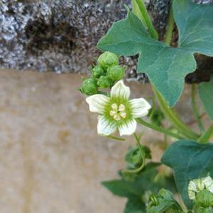 Red Bryony