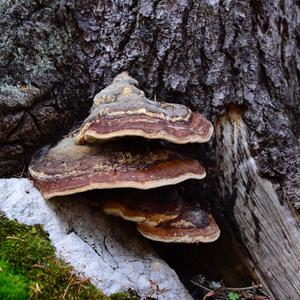 Red-belted Polypore