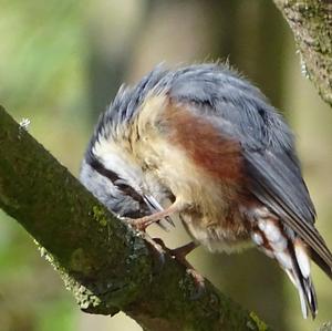 Wood Nuthatch