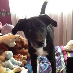 Unknown Breed